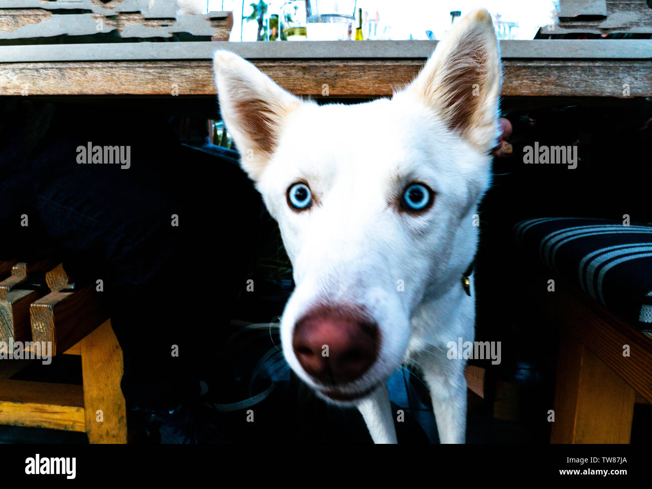Die verrücktesten blauen Augen, die sie je auf einem Hund gesehen! Stockfoto