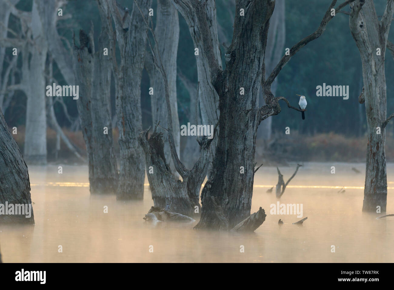Australasian darter oder Australischen darter, Anhinga novaehollandiae, in einem Baum an einem nebligen Morgen thront in Feuchtgebieten in der Nähe von Forbes New South Wales Stockfoto