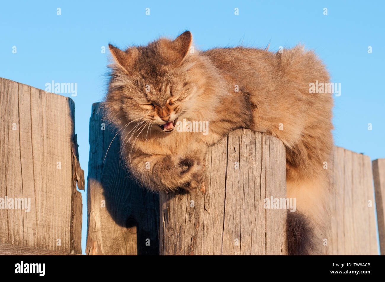 Grau behaarte katze lachen sitzen auf einer Stange Stockfoto