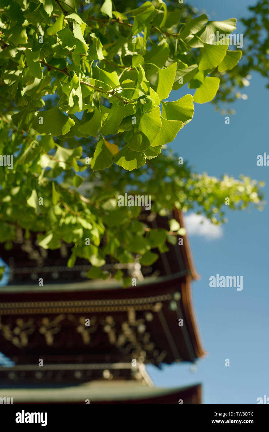 Blätter der großen Ginkgo Baum im Hida Kokubunji Tempel mit einer Pagode im Hintergrund. Takayama, Präfektur Gifu, Japan. Stockfoto