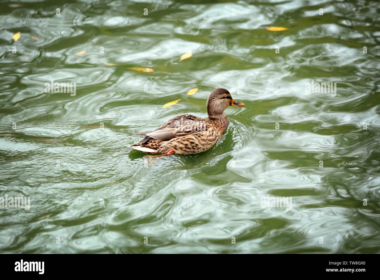 Niedliche Enten schwimmen im Teich Stockfoto