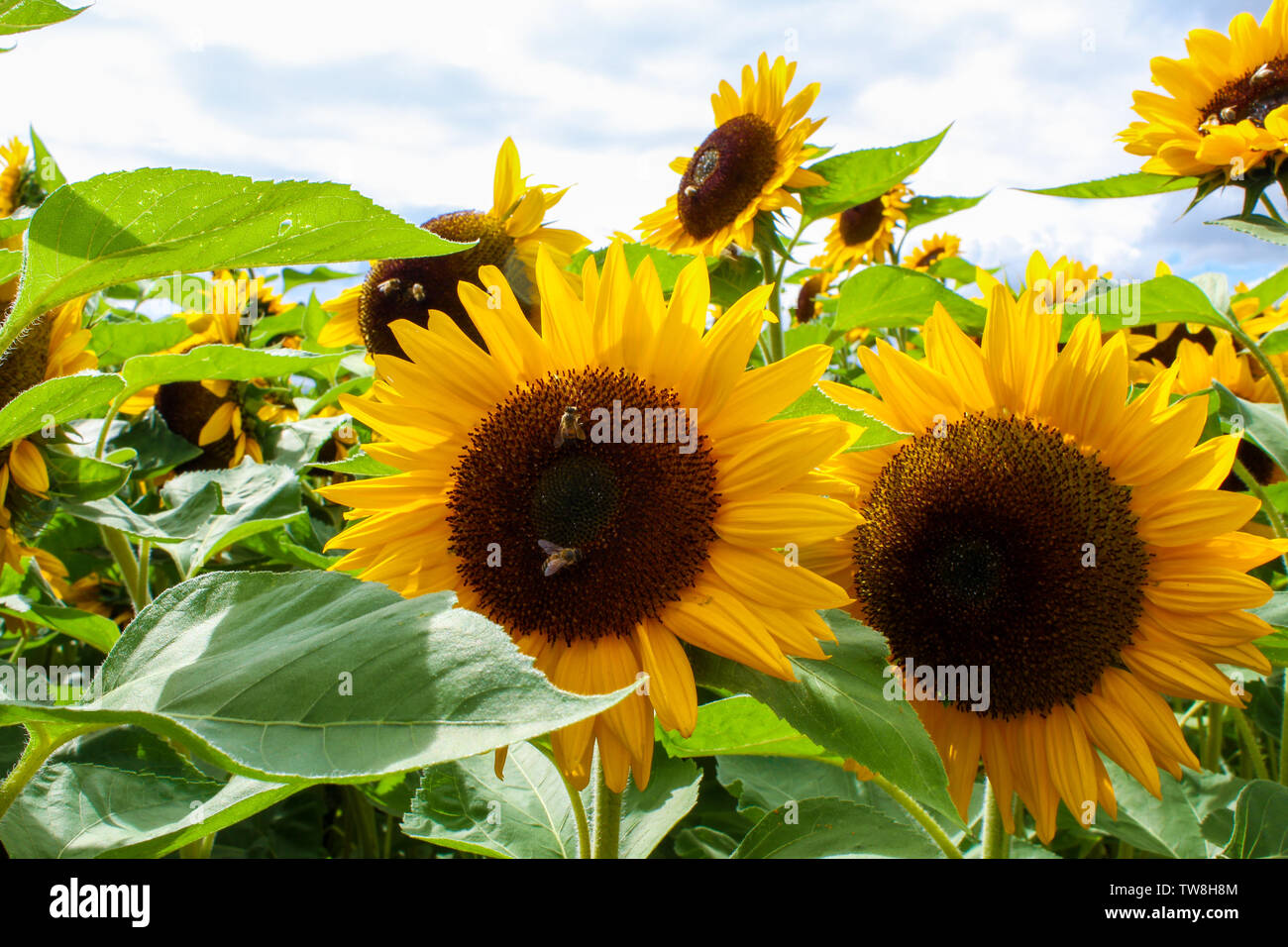 Sonnenblumen wachsen in einem Feld Stockfoto