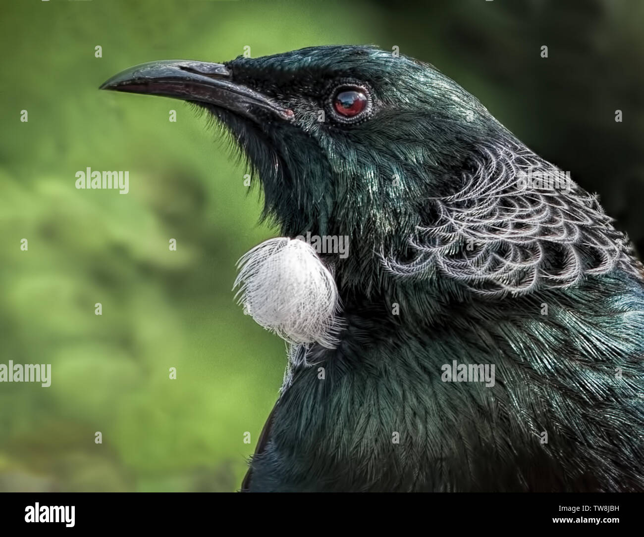 Tui Portrait - eine Nahaufnahme eines schönen Nektar füttern Vogel aus Neuseeland an Tititiri Matangi aus Auckland. . Stockfoto
