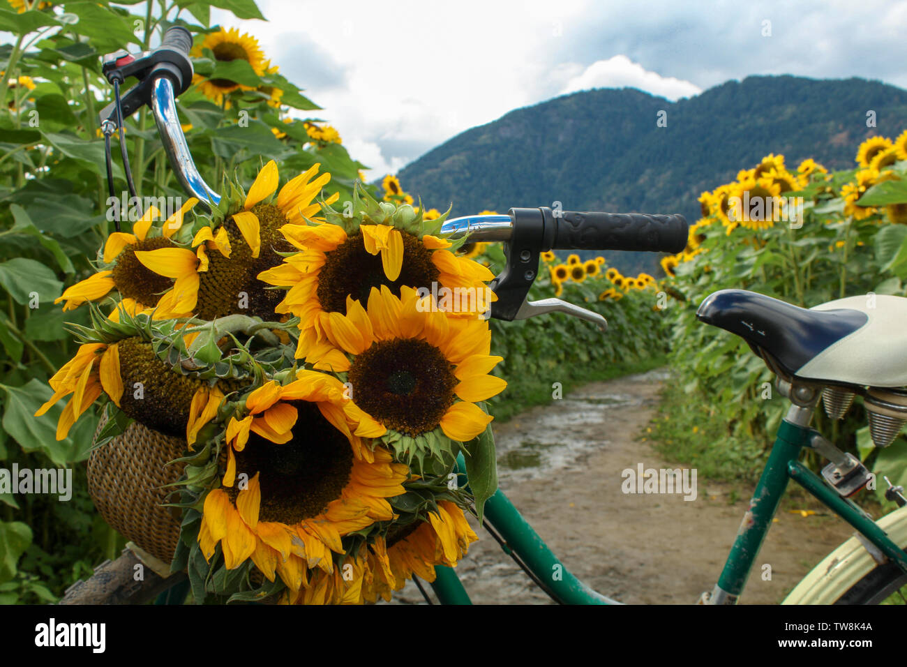 Sonnenblumen wachsen in einem Feld Stockfoto