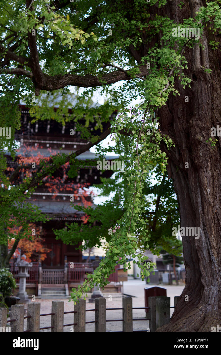 Die große Ginkgobaum im Hida Kokubunji Tempel mit einer Pagode im Hintergrund. Takayama, Gifu, Japan. Stockfoto