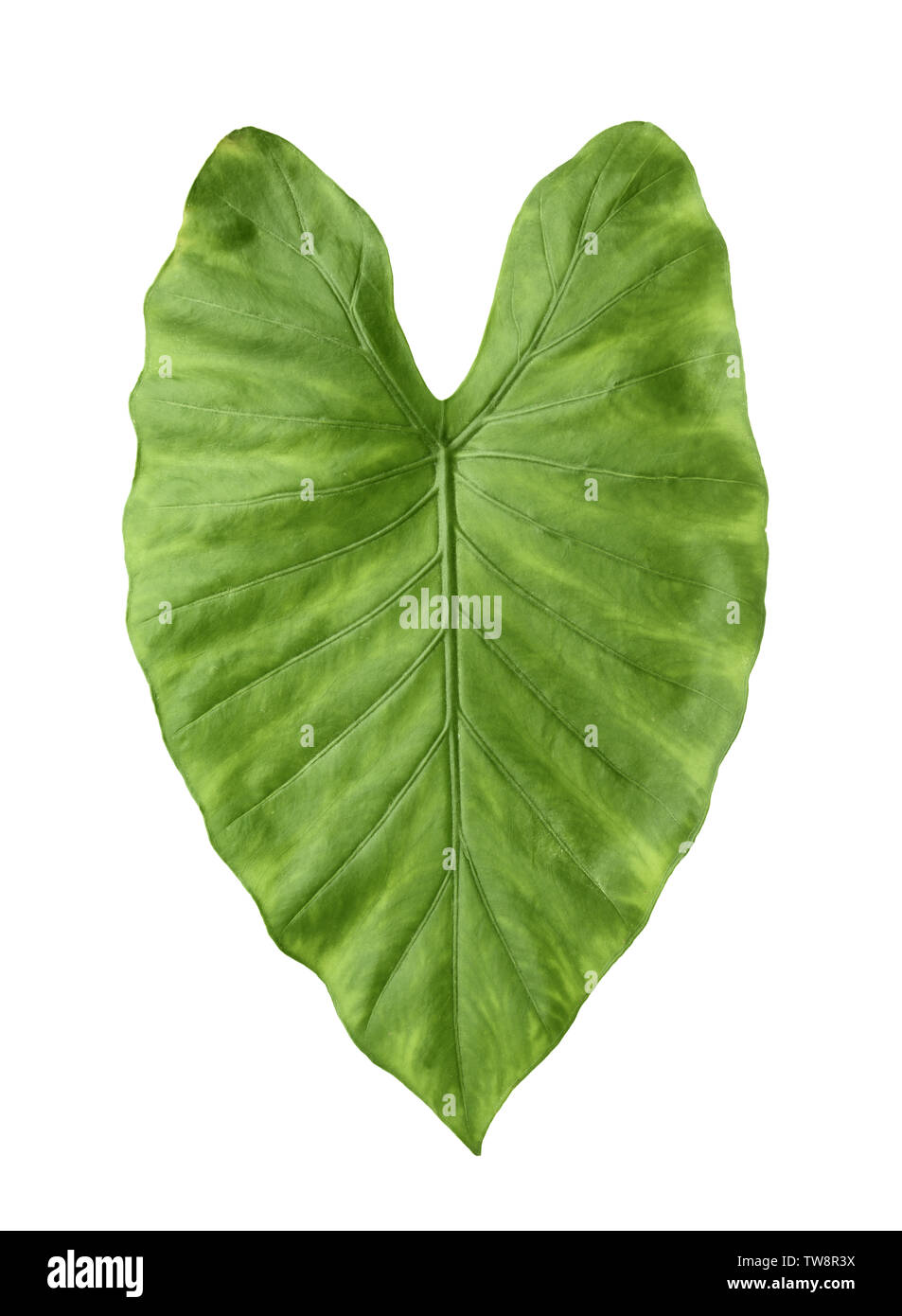 Grünes Blatt von tropischen alocasia odora isoliert auf weißem Stockfoto