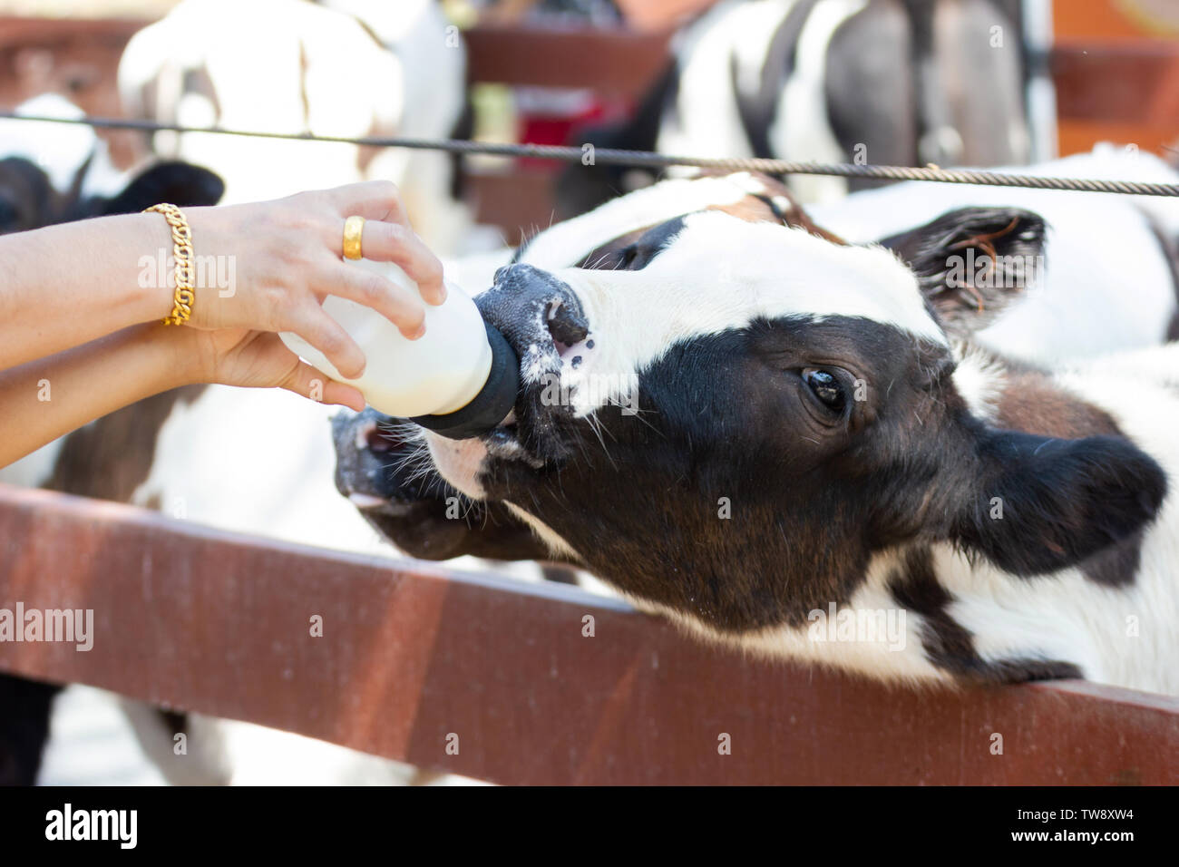 Baby Kuh Fütterung auf Milch Flasche von Hand der Frau, Dairy Farm Thailand. Stockfoto