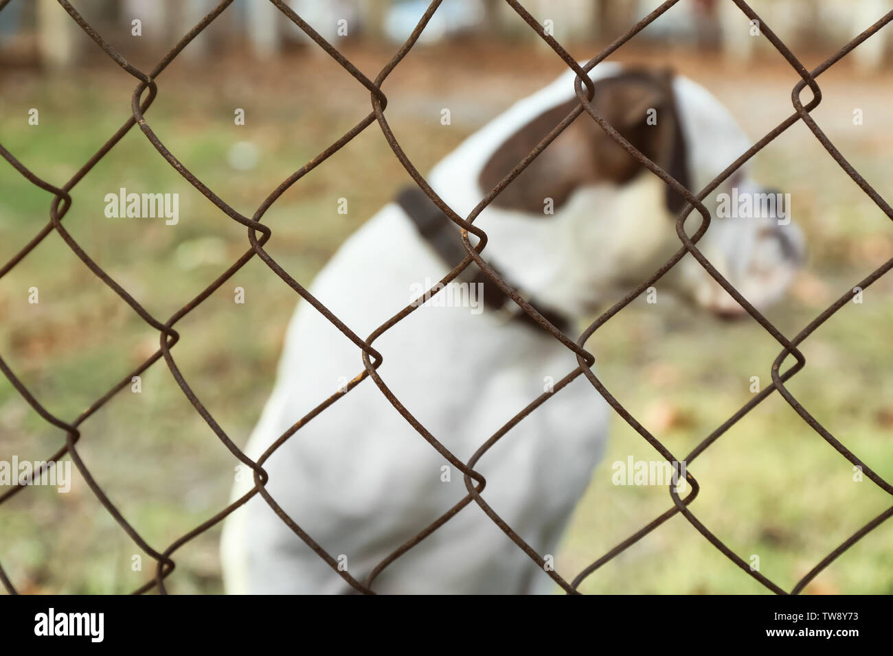 Niedlichen weißen Boxer Hund im freien Blick durch Maschendrahtzaun. Pet Adoption Stockfoto