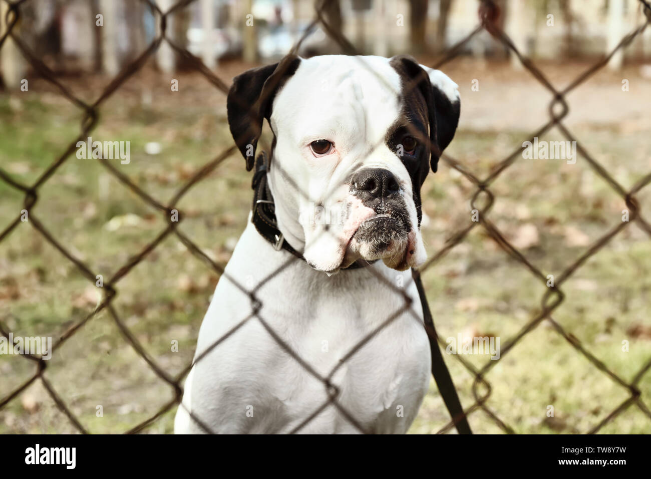 Niedlichen weißen Boxer Hund im freien Blick durch Maschendrahtzaun. Pet Adoption Stockfoto
