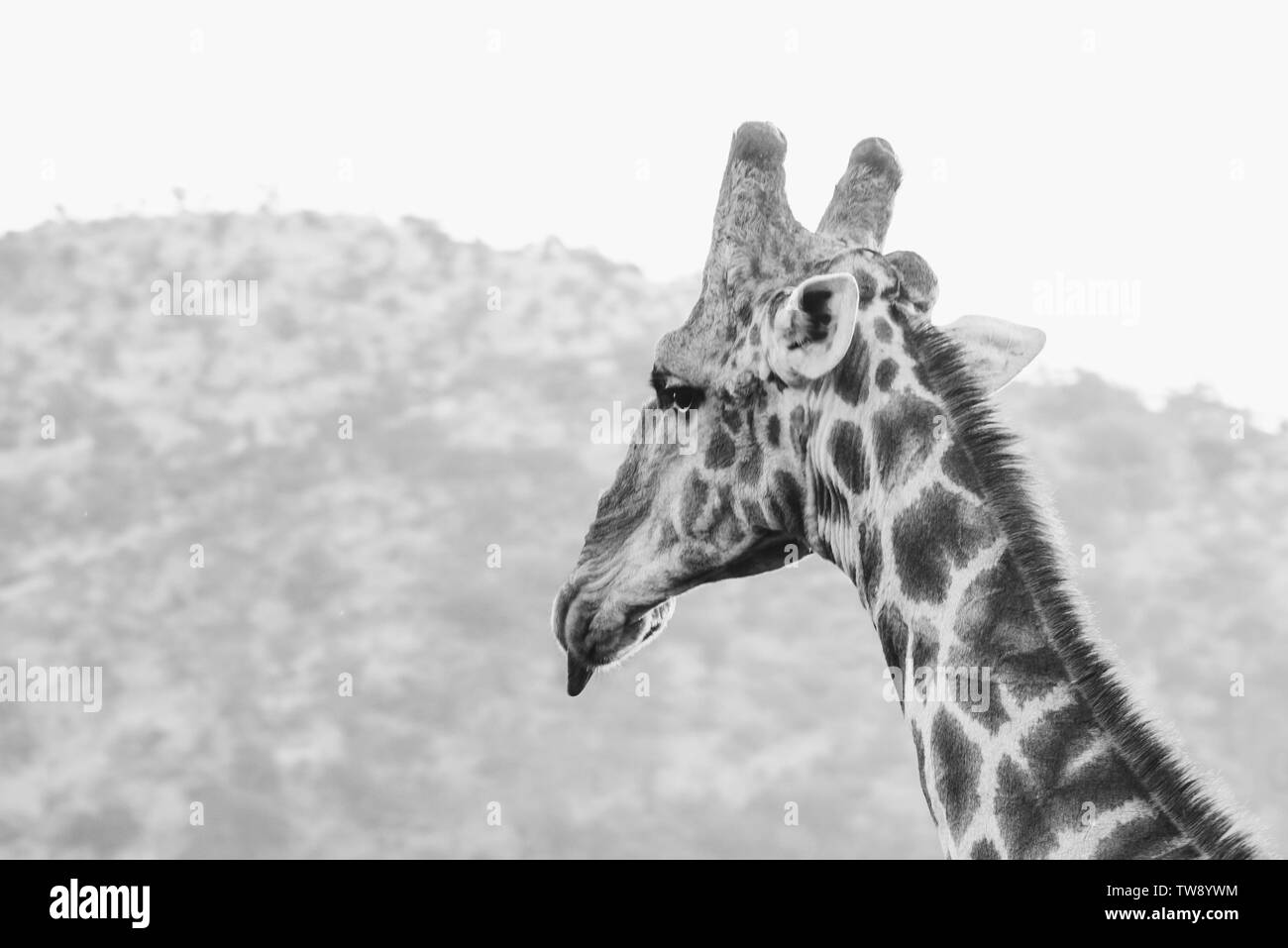 Pilansberg Wildlife Stockfoto