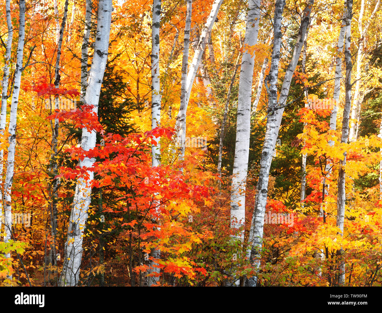 Führerschein verfügbar unter MaximImages.com - wunderschöne farbenfrohe herbstliche Naturlandschaft mit gelben Birken und roten Ahornbäumen. Muskoka, Ontario, Kanada. Stockfoto