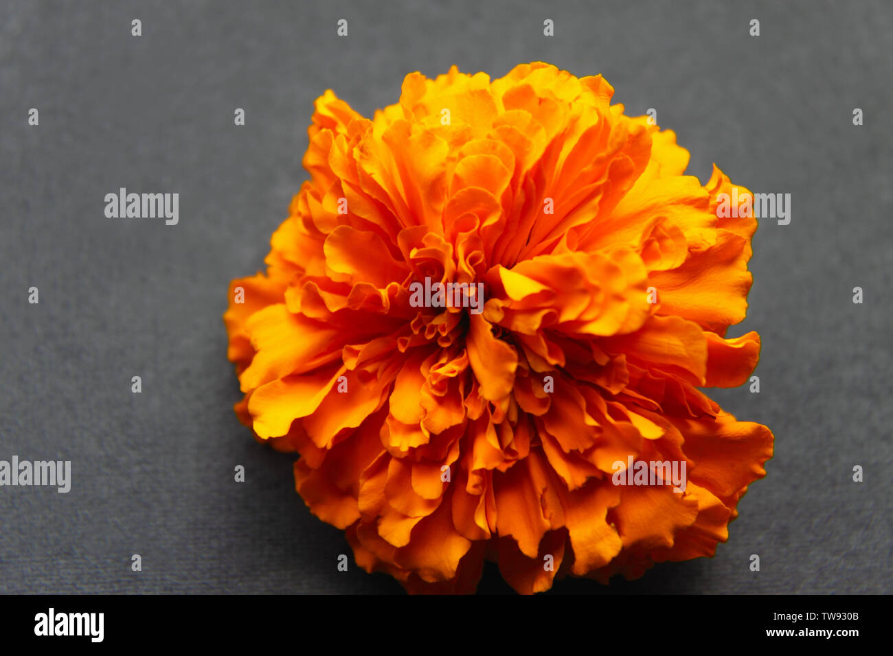 Nahaufnahme einer Ringelblume-Blume Stockfoto