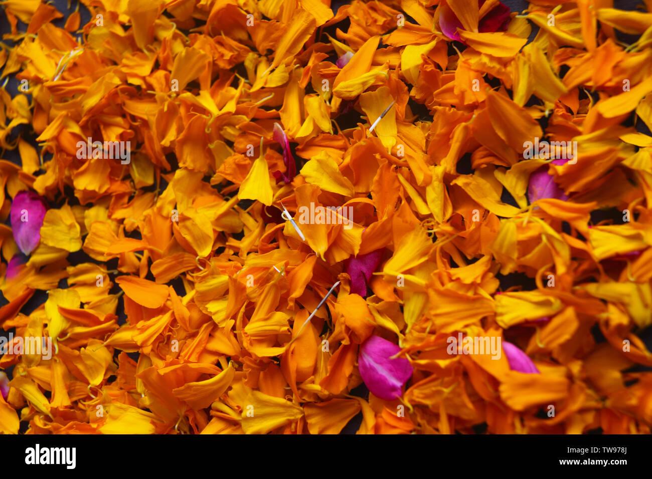 Gelbe Ringelblumenblüten im Vollformat Stockfoto