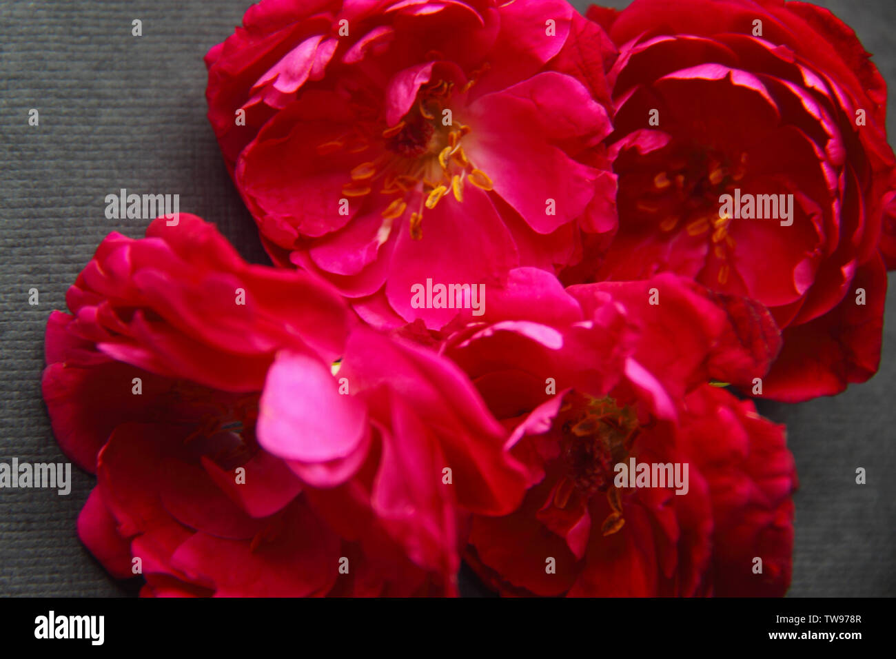 Nahaufnahme von roten Rosen Stockfoto