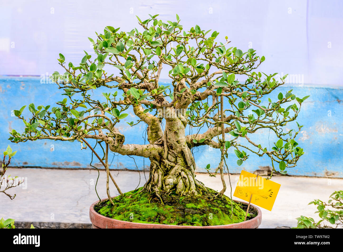 Grüne Banyan Tree Bonsai für die Anzeige in einem Blumentopf. Eine tropische Gattung der Abb. Evergreen sommergrünen Arten, Büsche Weinstöcke mit Reife und dicke Woody tr Stockfoto