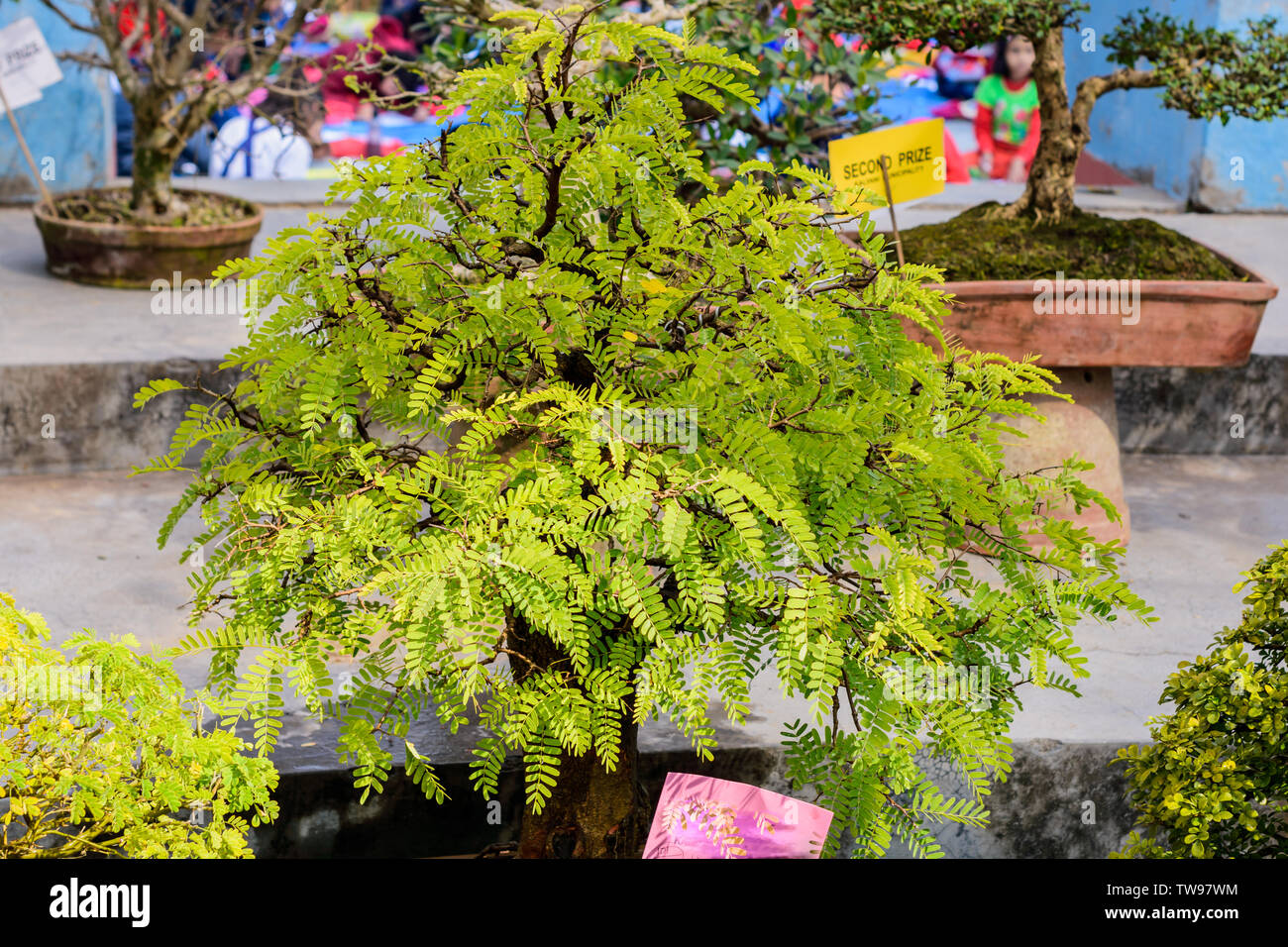 Fern Tree Bonsai für die Anzeige in einem Blumentopf. Eine tropische Gattung der Abb. Evergreen sommergrünen Arten, Büsche Weinstöcke mit mittelgroßen Baum und Blätter sind Stockfoto