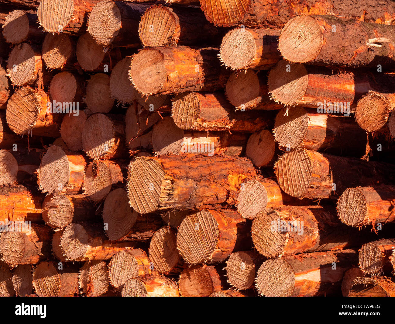 Forstwirtschaft Industrie, Schnittholz Rundholz gestapelt Hintergrund mit Kopie Raum Stockfoto