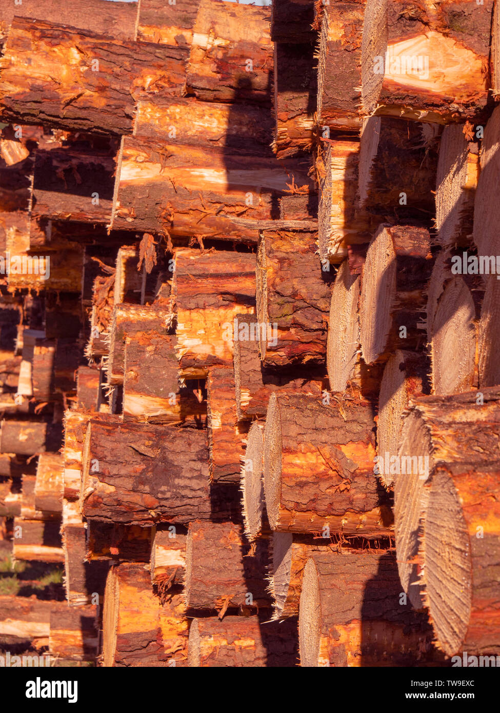 Forstwirtschaft Industrie, Schnittholz Rundholz gestapelt Hintergrund mit Kopie Raum Stockfoto