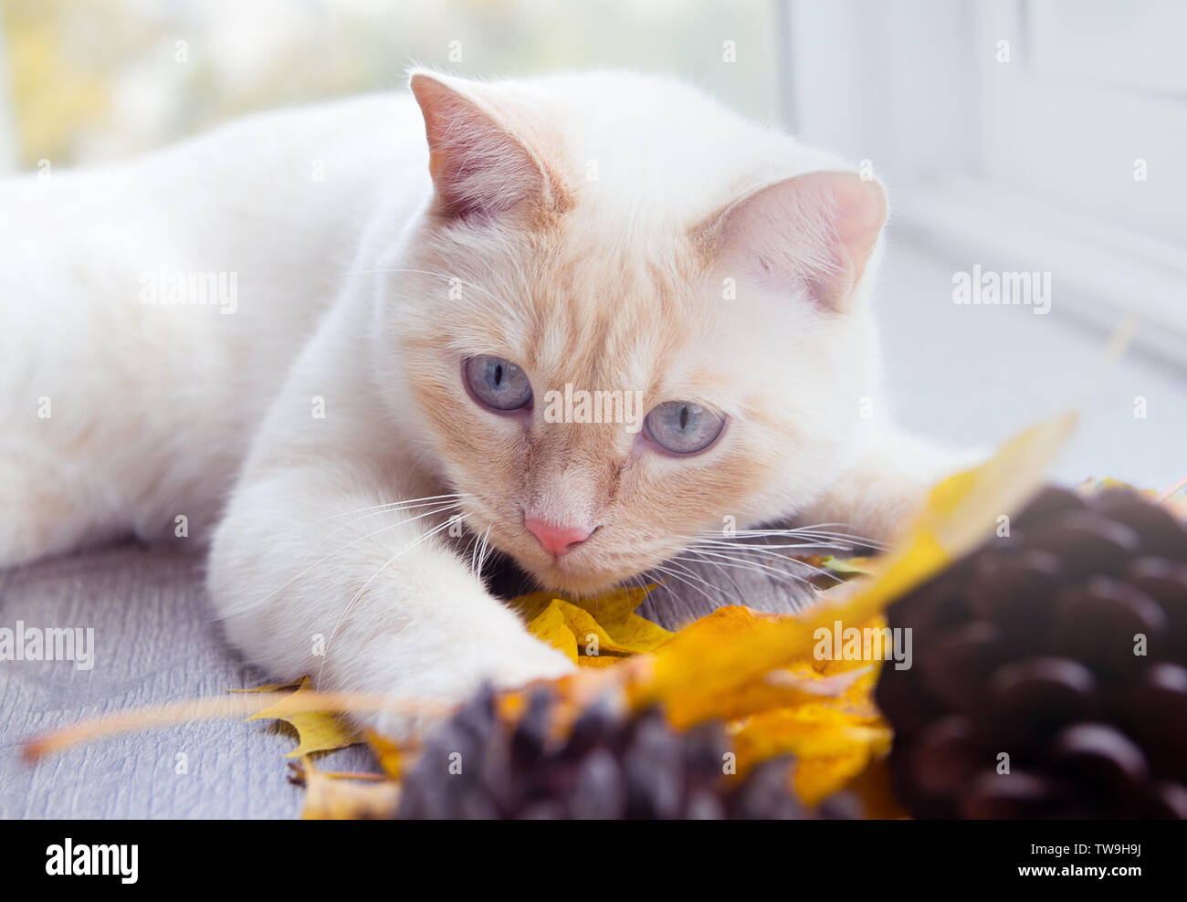 Junge Katze mit blauen Augen, spielen im Herbst Blätter Stockfoto