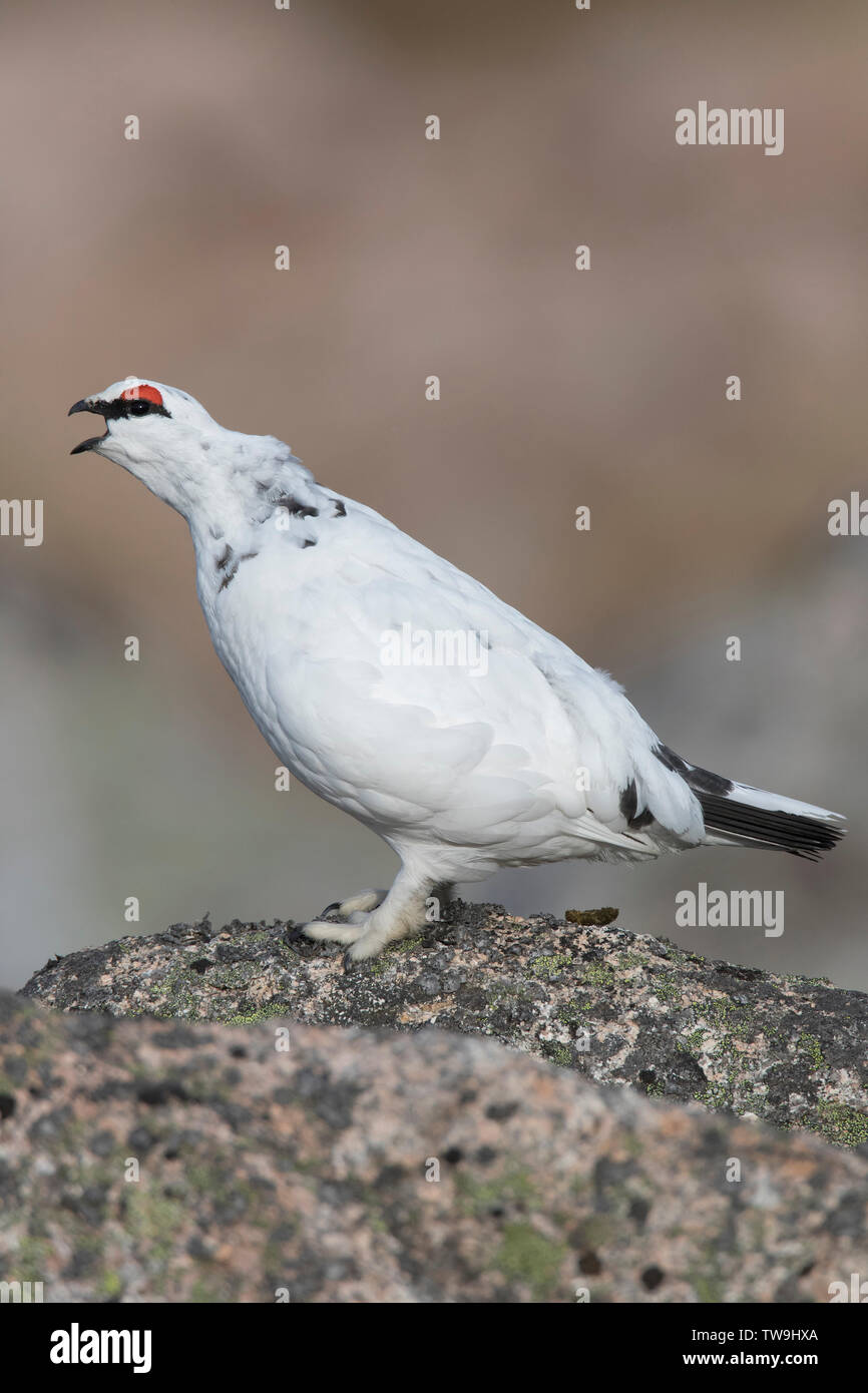 Rock Alpenschneehuhn (Lagopus muta). Männliche im Winter Gefieder, aufrufen. Cairngorms, Schottland Stockfoto