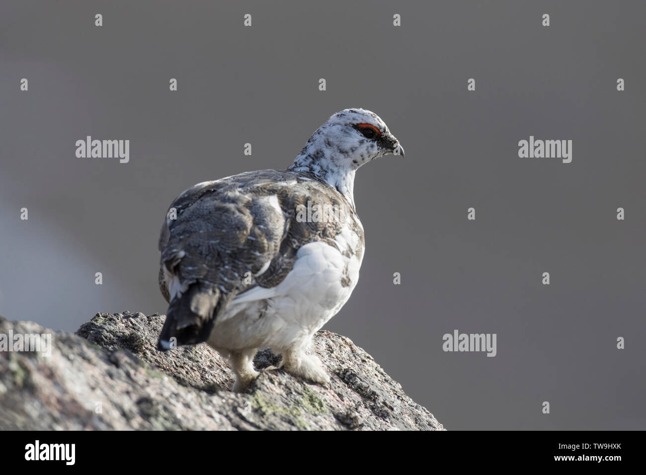 Rock Alpenschneehuhn (Lagopus muta). Männliche Mauser von Weiß im Winter Braun im Frühjahr. Cairngorms, Schottland Stockfoto