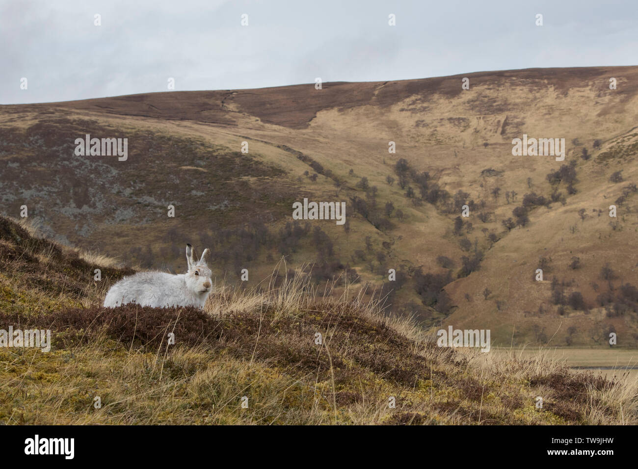 Schneehase (Lepus timidus). In im Winter Mantel nach. Cairngorms National Park, Schottland Stockfoto