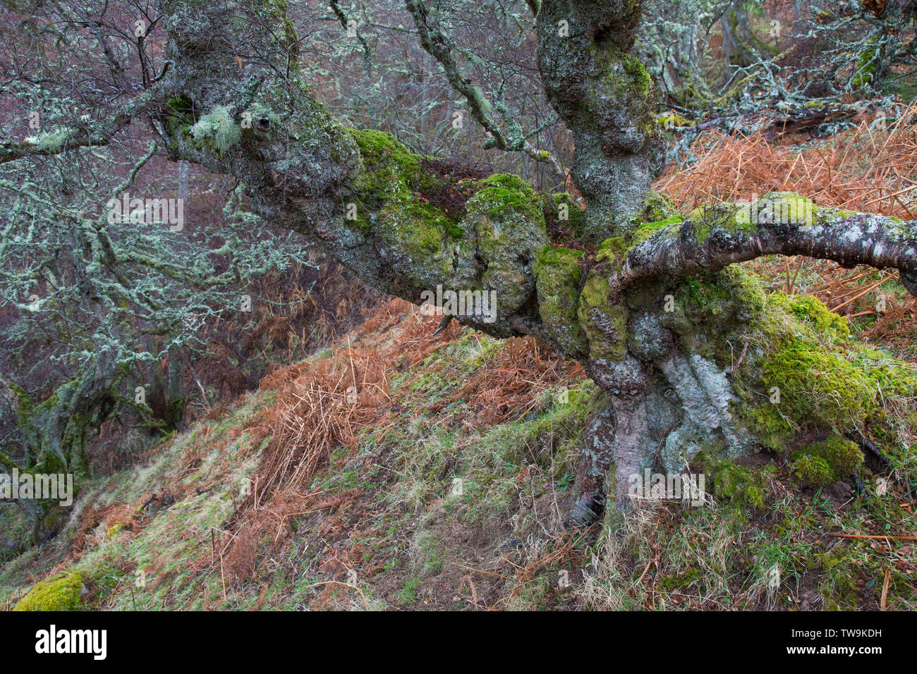 Europäische weiße Birke, Silber Birke (Betula pendula). Knorrigen Baum. Cairngorms National Park, Schottland Stockfoto