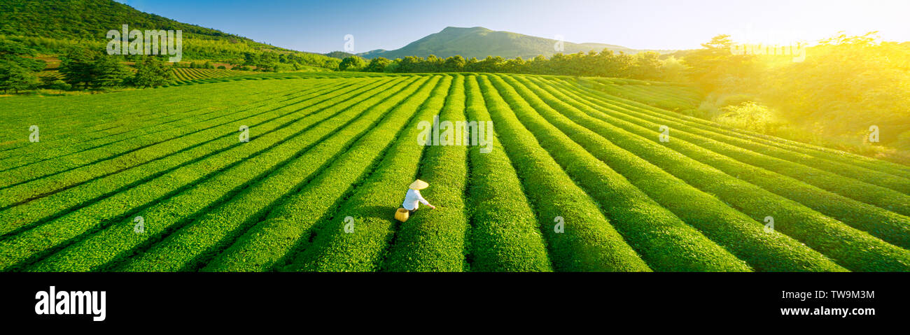 Luftaufnahme von ökologischen Teegarten Stockfoto