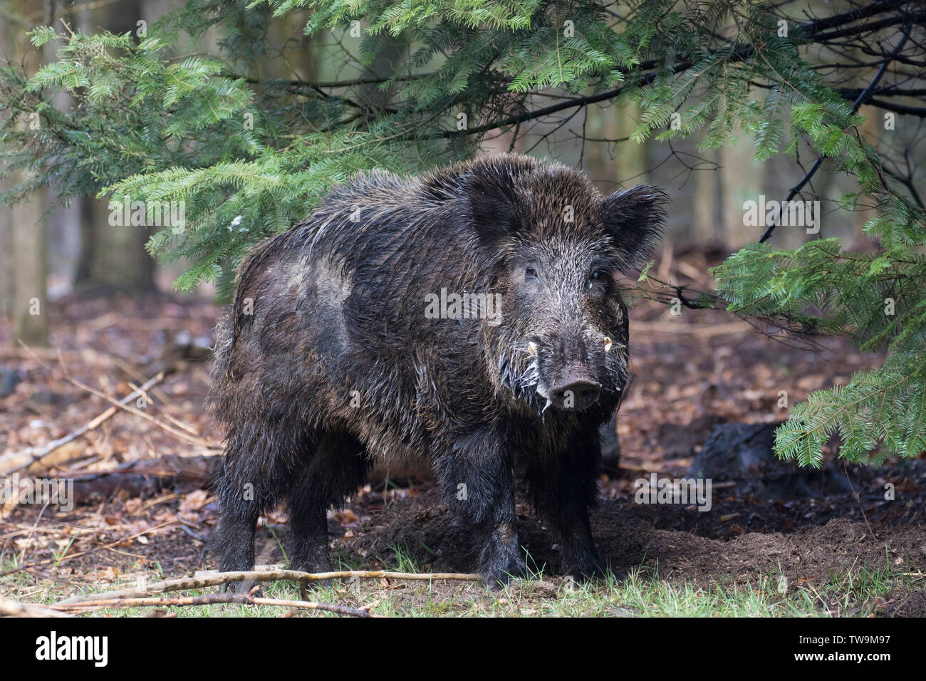 Wildschwein (Sus scrofa). Männlich stehend in einem Wald im Frühling. Deutschland Stockfoto