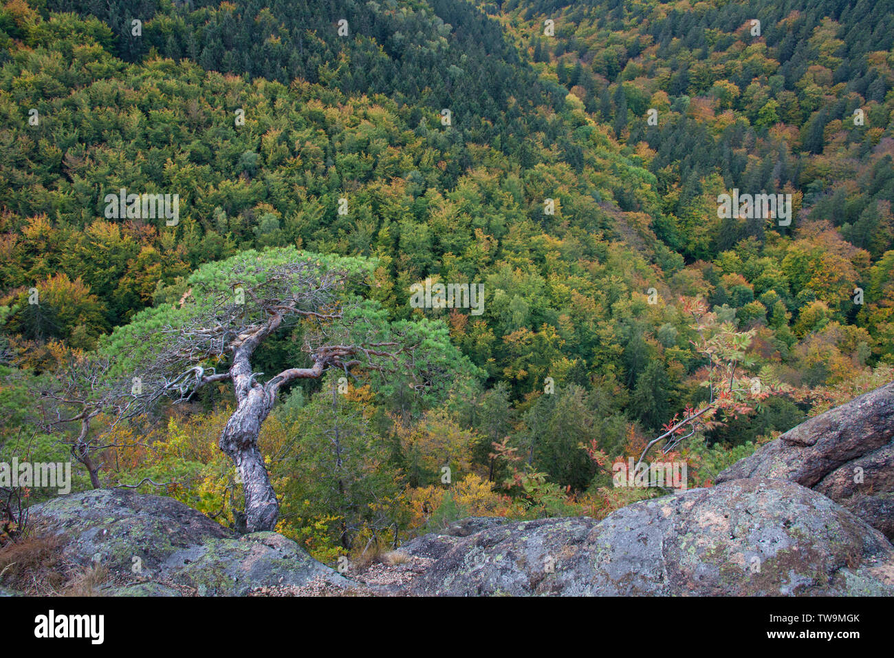 Blick vom Ilsestein in das Ilsetal, Nationalpark Harz, Sachsen-Anhalt, Deutschland Stockfoto