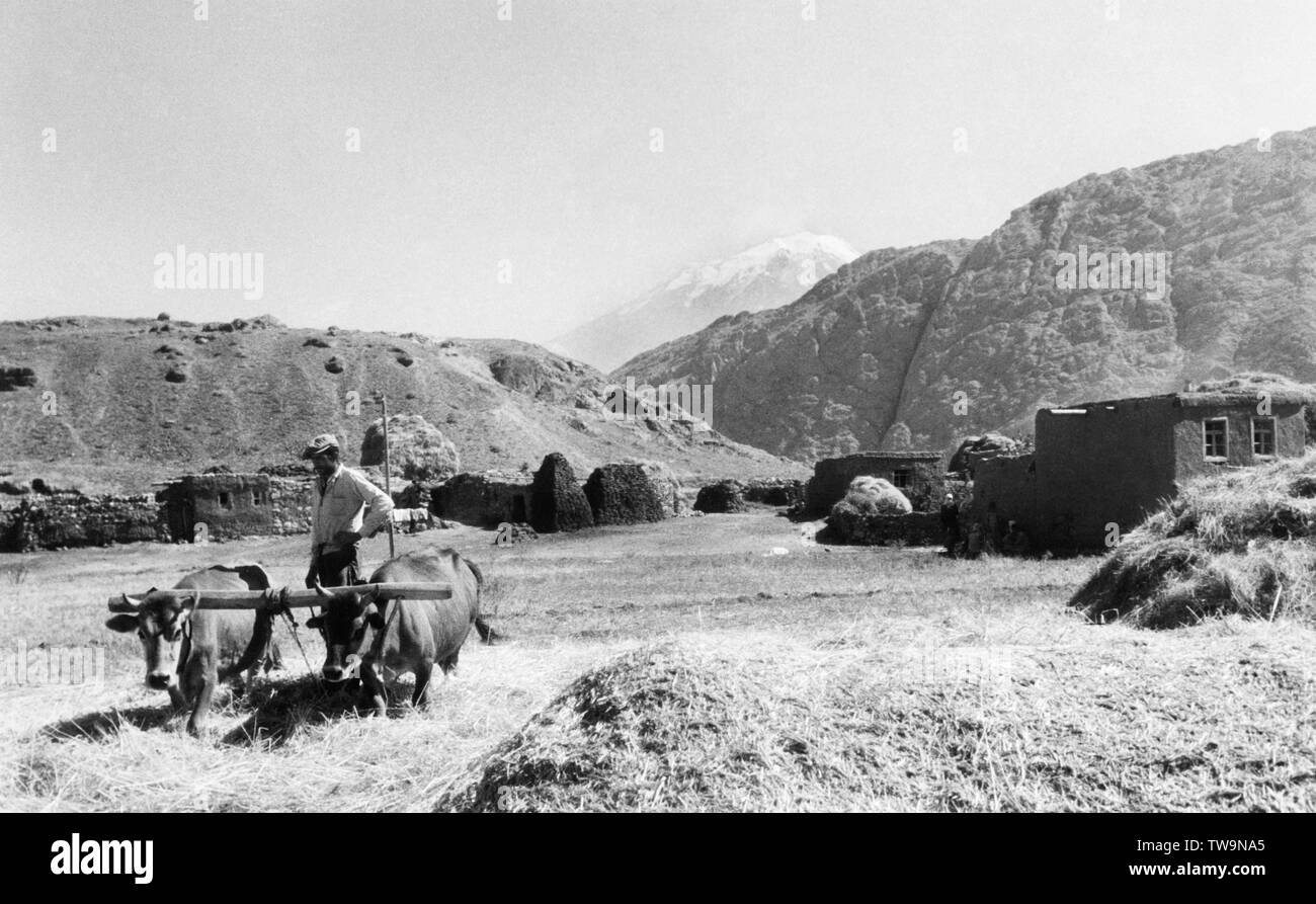 Weizen, zangezur Gebirge, ararat auf der Unterseite, 1961 Stockfoto