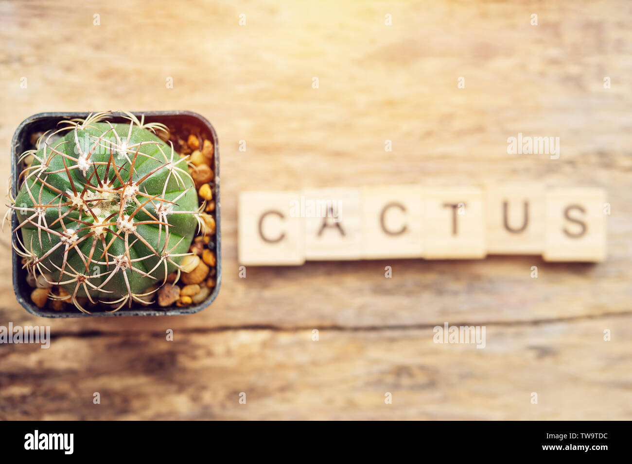 Kaktus Pflanze in einem Topf mit Text Kaktus von holzklotz Stockfoto