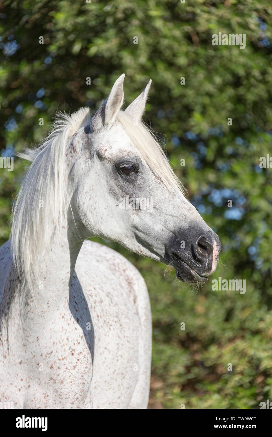Vollblutaraber Pferd. Portrait von Grey Mare. Ägypten Stockfoto