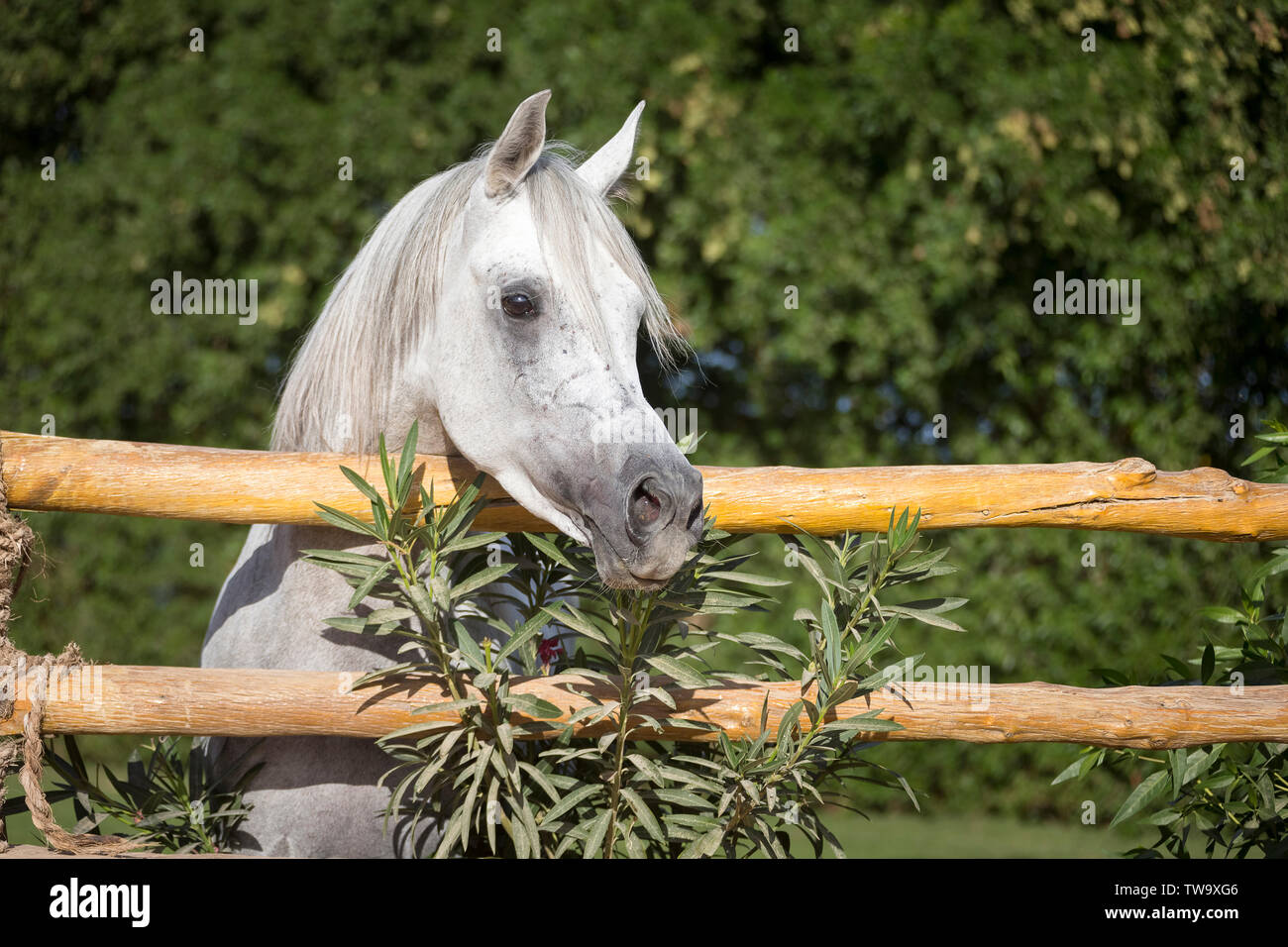 Arabische Pferd. Graue Hengst über einen Zaun. Ägypten Stockfoto