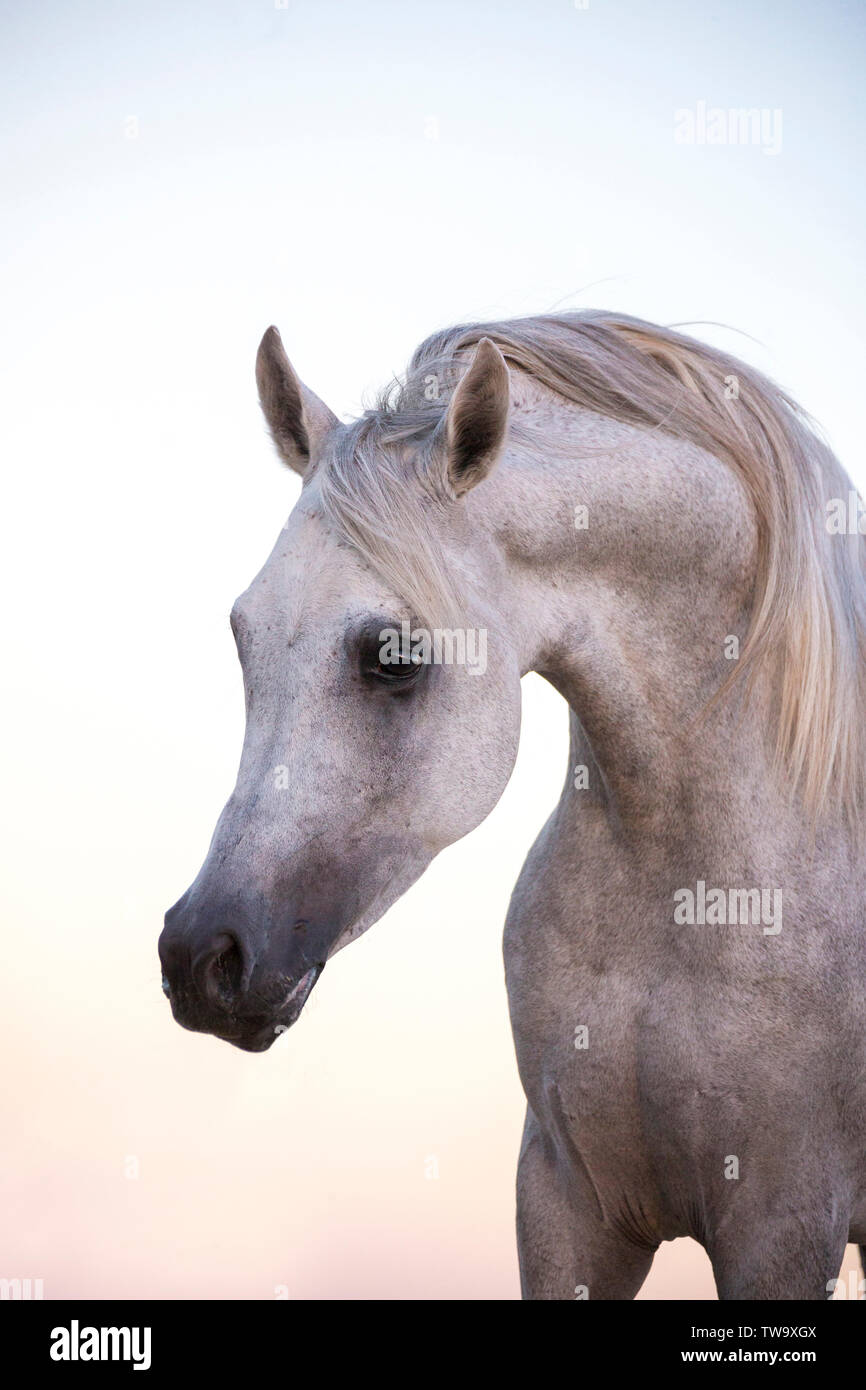 Arabisches Pferd. Porträt des Grauen Hengst. Ägypten Stockfoto