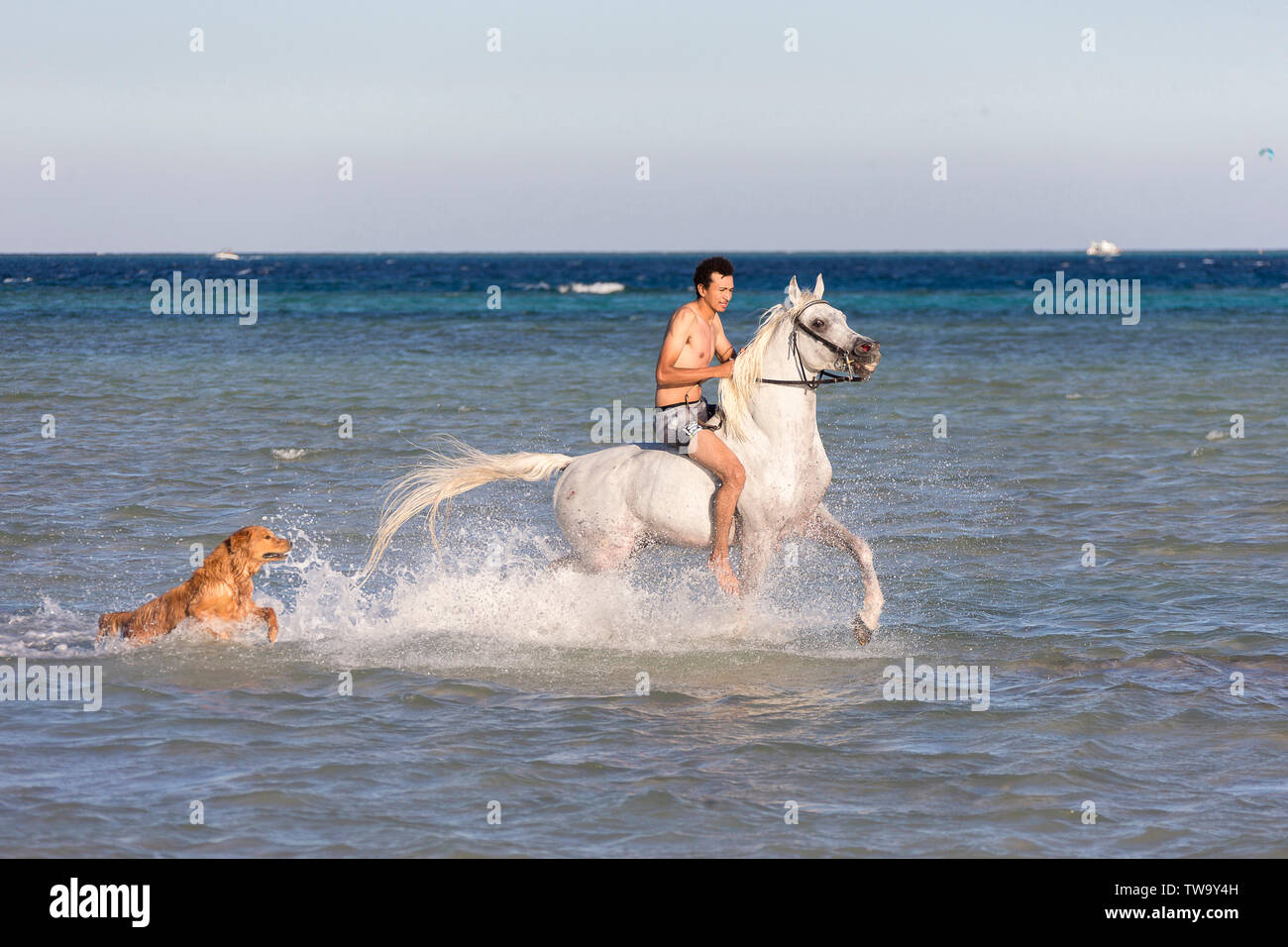 Arabische Pferd. Reiter ein schimmelhengst im Meer trotten, begleitet von einem Golden Retriver. Ägypten Stockfoto