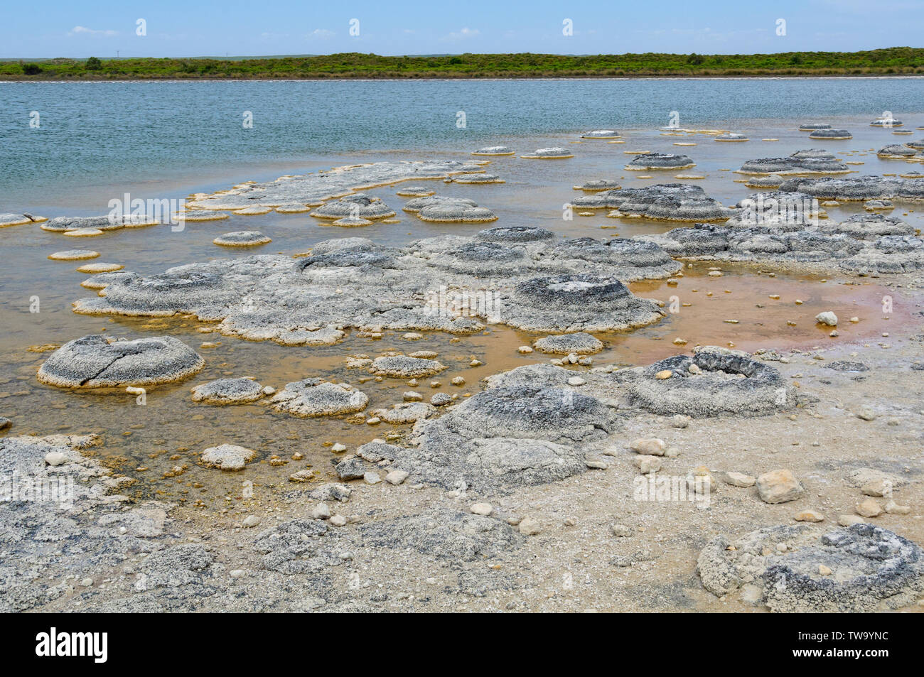 Stromatolithen sind lebende Felsen - wie Fossilien, die Sauerstoff produzieren Seit etwa 3,5 Milliarden Jahren - Lake Thetis, WA, Australien Stockfoto