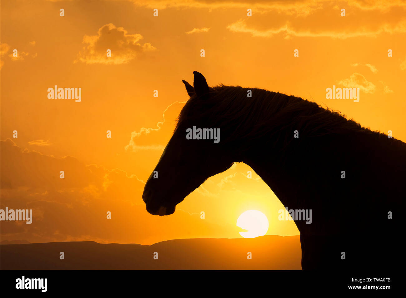 Barb Pferd. Kopf einer Stute, gegen die untergehende Sonne. Ägypten Stockfoto