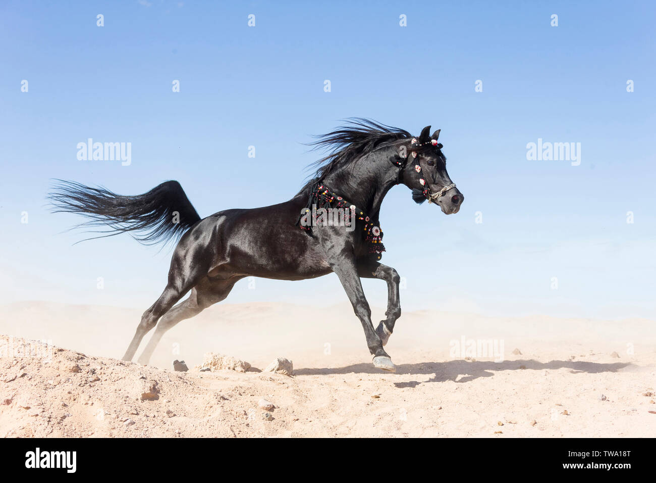 Arabische Pferd. Schwarzer Hengst in der Wüste galoppieren, das Tragen von ägyptischen Stil Halfter und brestcollar. Ägypten Stockfoto