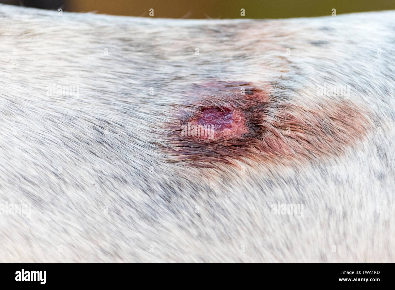 Inländische Pferd. Wunde verursacht durch Sattel auf dem Rücken eines grauen Stute öffnen. Ägypten Stockfoto