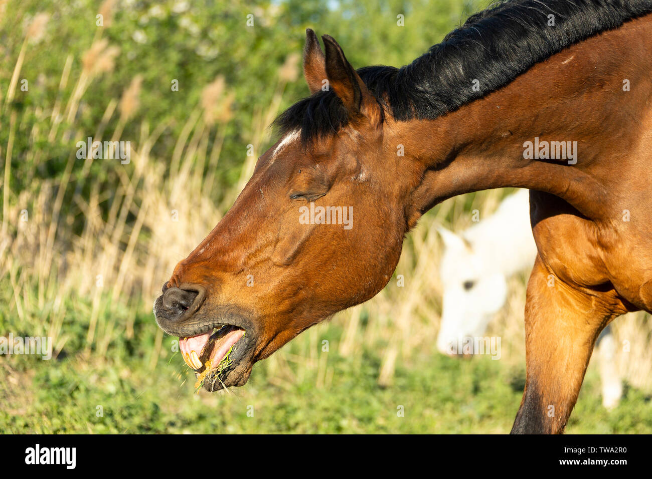 Oldenburg Pferd. Bay Adult Husten. Deutschland Stockfoto