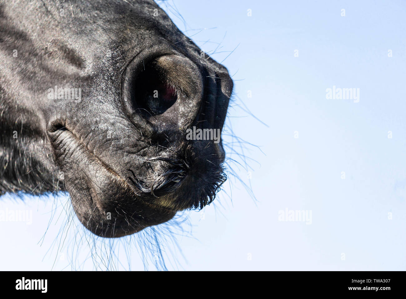 Friesische Pferd. Nase des schwarzen Hengstes. Deutschland Stockfoto