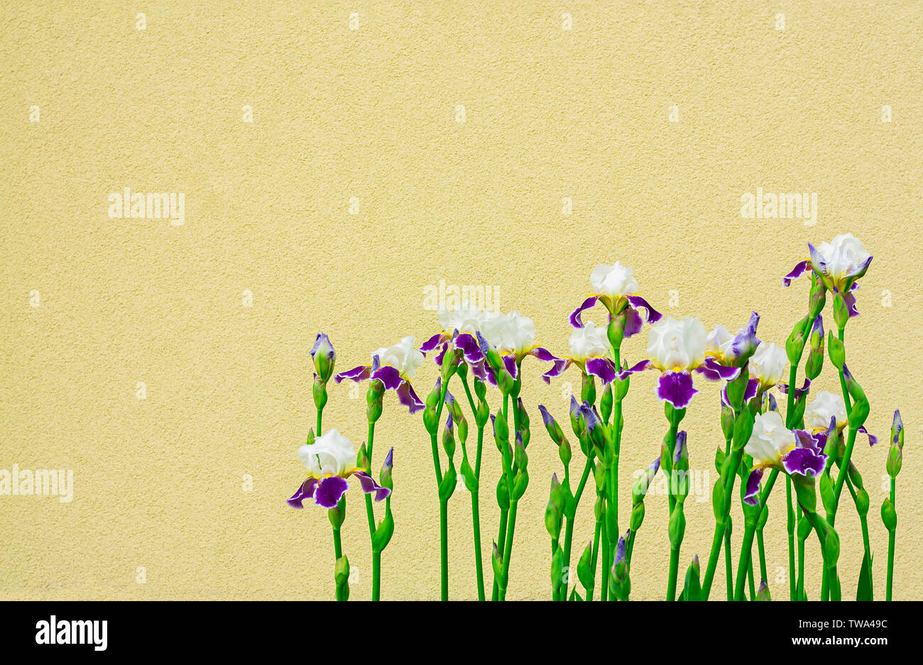 Gruppe Blau Iris mit der gelben wand hintergrund mit kopieren. Frühjahr blühen Blumen im Garten vor dem hellgelben Fassade Stockfoto