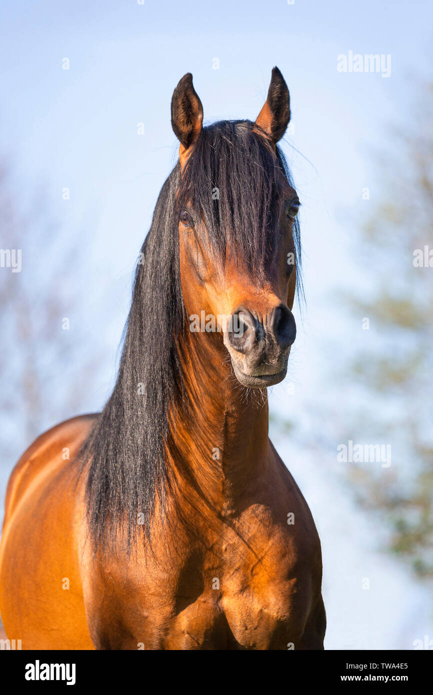 Arabische Pferd. Portrait von Bay stallion. Deutschland Stockfoto