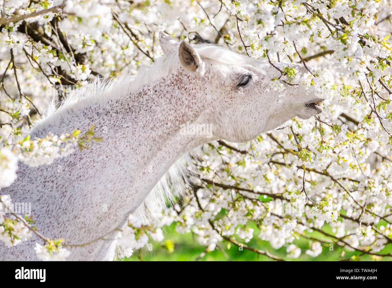 Reine Spanische Pferd, Andalusische. Schimmelhengst knabbert an einem blühenden Baum. Deutschland Stockfoto