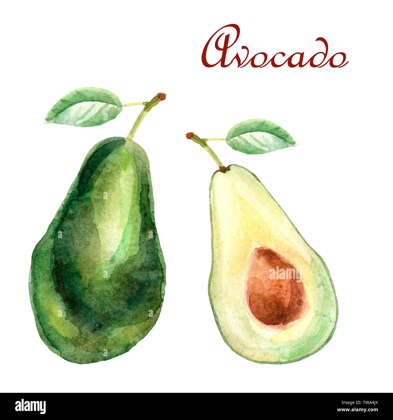 Aquarell tropischen Zusammensetzung mit Avocado auf weißem Hintergrund Stockfoto