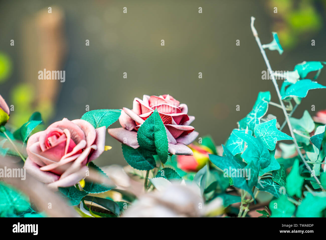 Wunderschöne Rosen in voller Blüte Stockfoto