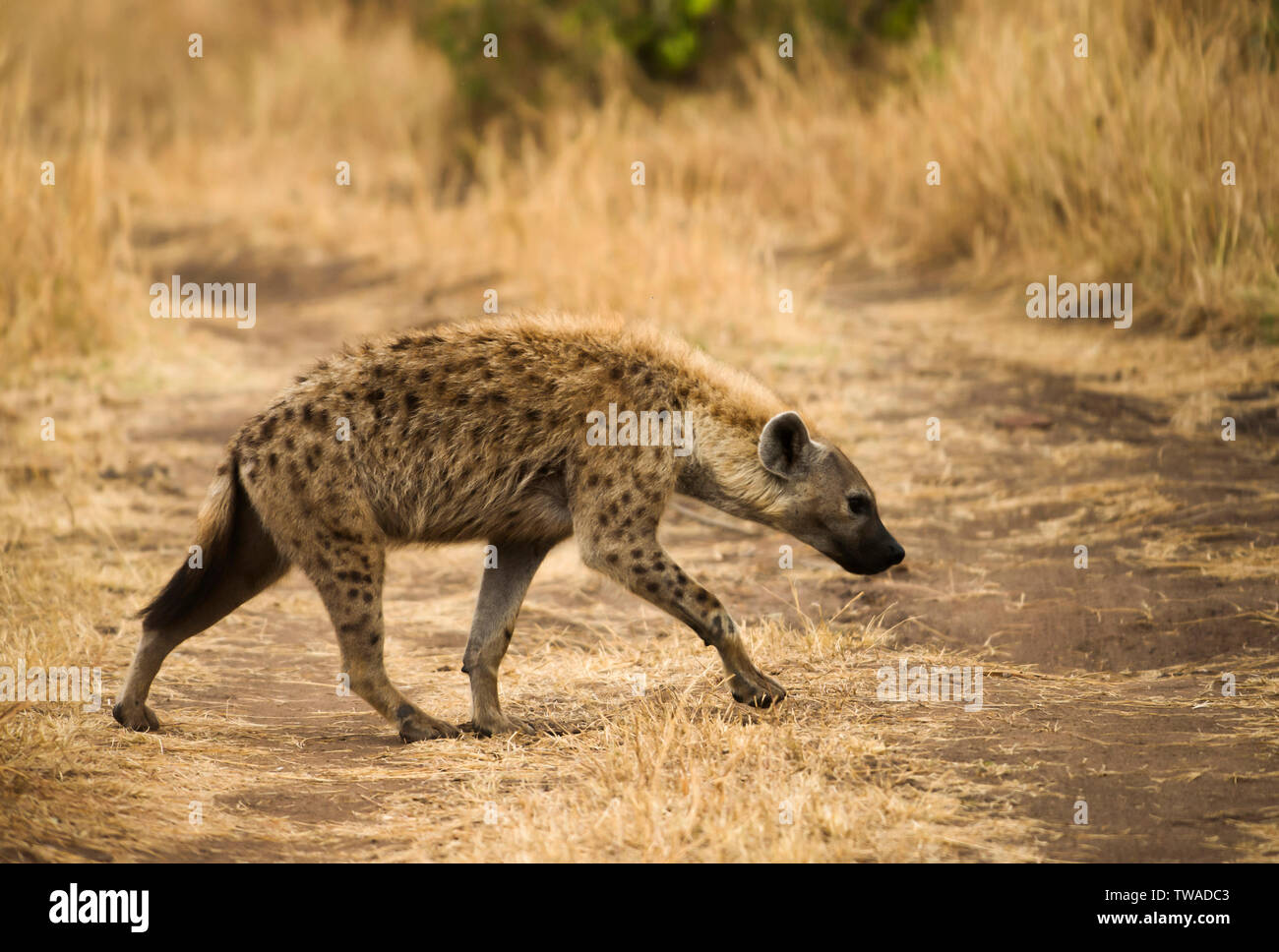 Tüpfelhyäne, Masaimara, Afrika. Stockfoto