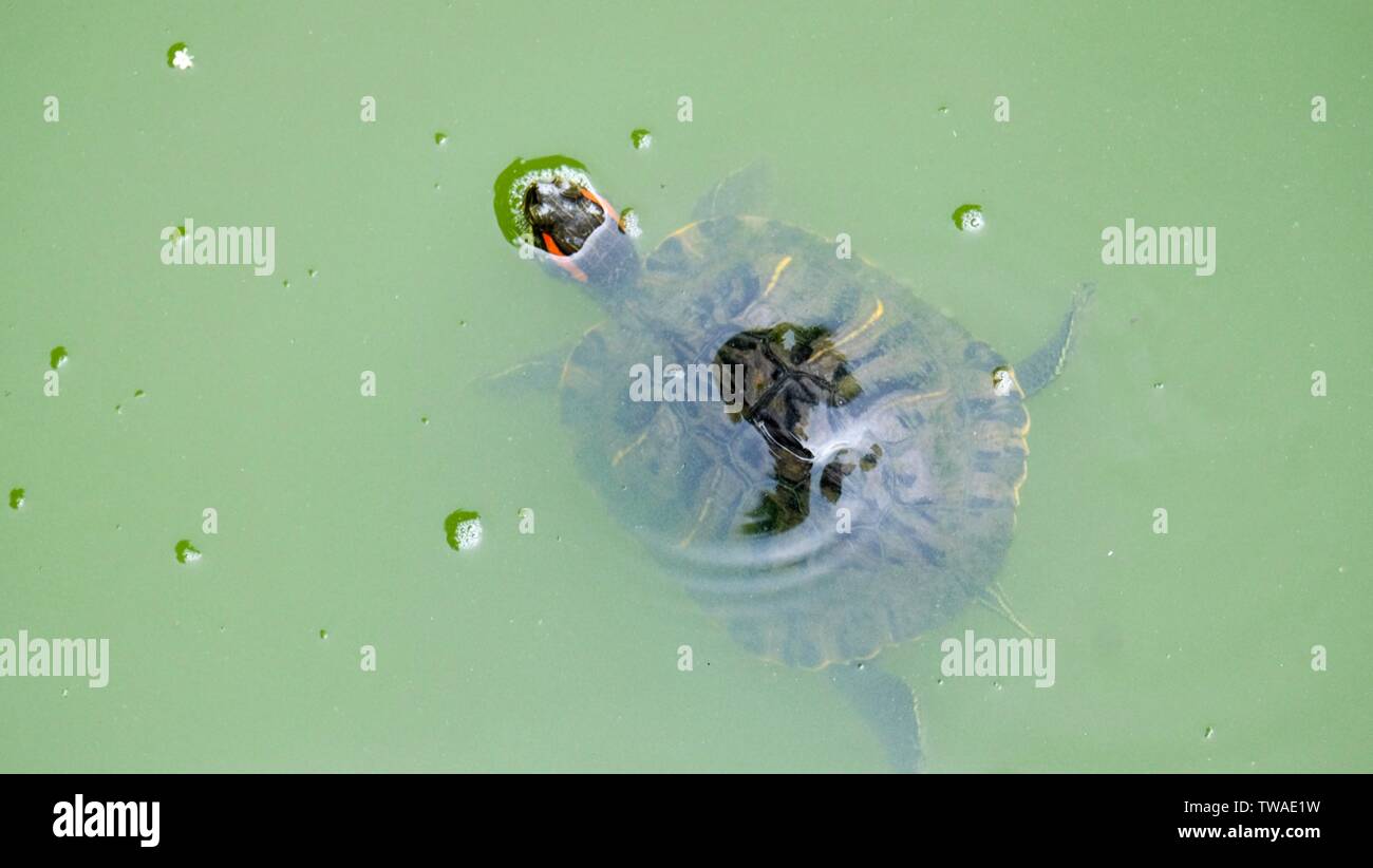 Schildkröten schwimmen im Central Park Stockfoto