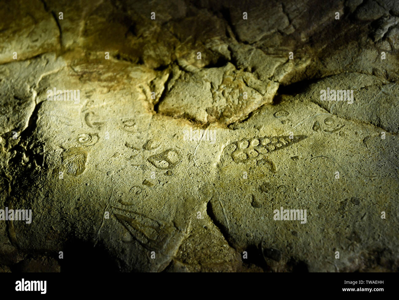 Meer Fossilien, Arwah Höhle, Cherrapunjee, Meghalaya, Indien. Stockfoto